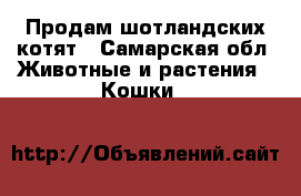 Продам шотландских котят - Самарская обл. Животные и растения » Кошки   